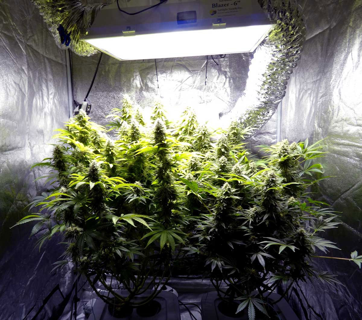 grow tent