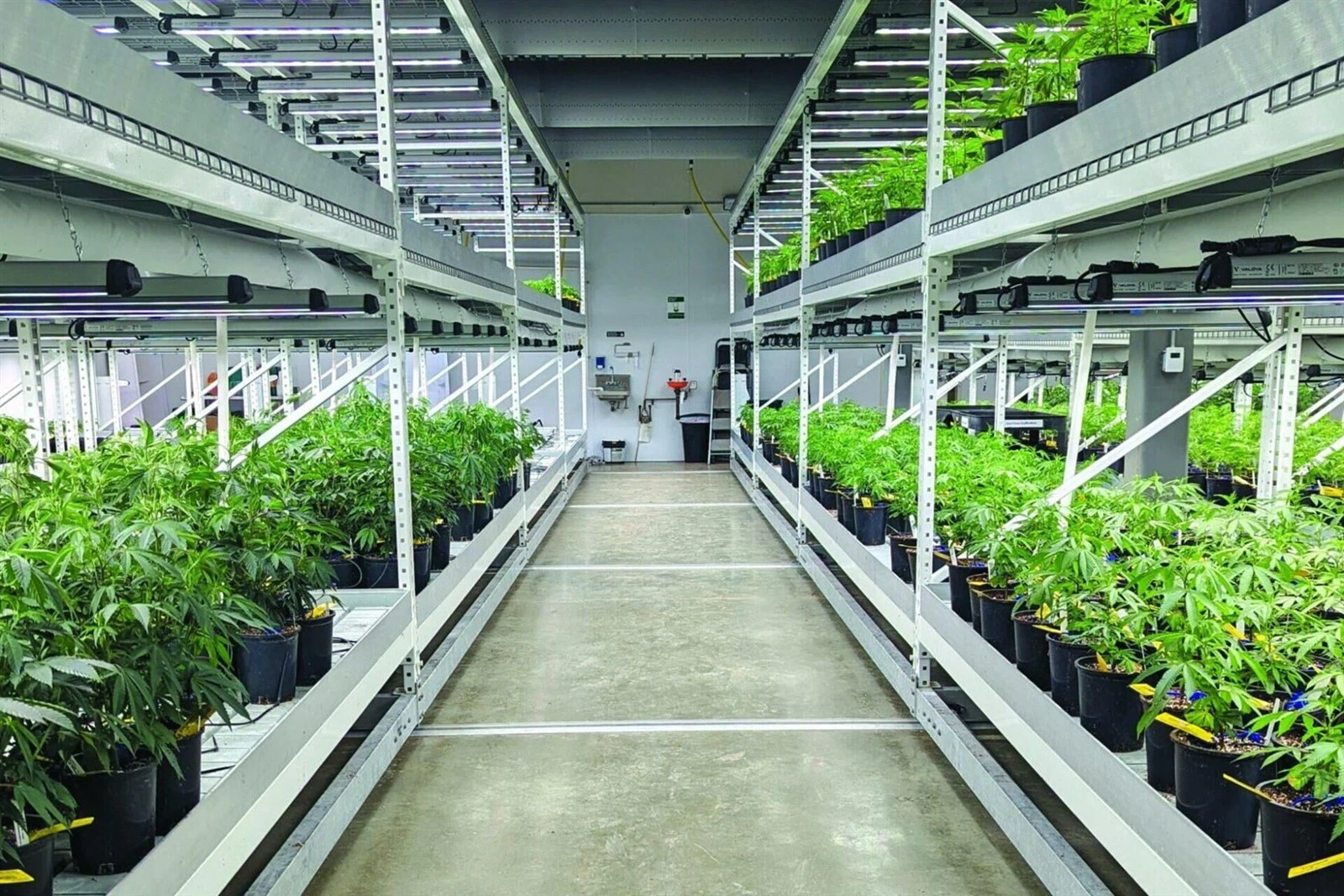 grow light grow light